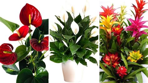 10 Low Light Flowering Houseplants Stunning Low Light Flowering Indoor