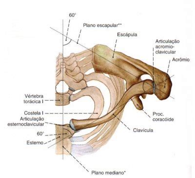 Ossos escápula e clavícula Anatomia papel e caneta