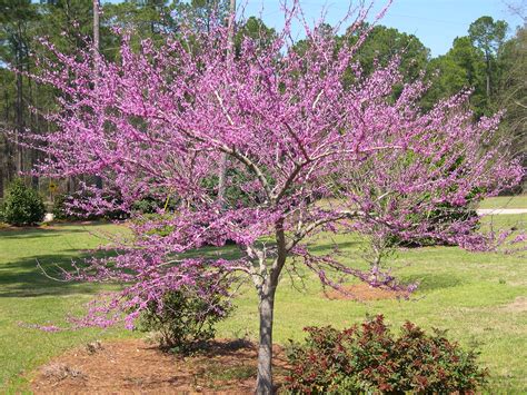 forest pansy redbud tree 3