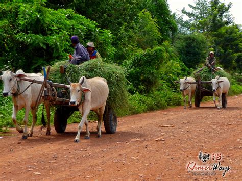 Cambodia tour Kulen mountain national park motorbike scooter nature