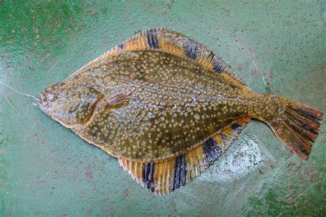 Freshwater Flounder: Species Profile & Care Guide