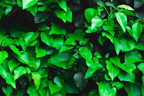 Hojas De Hiedra Verde Como Fondo O Textura Jard N O Pared De Parque Con