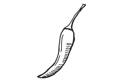Hot Pepper Sketch Hand Drawn Chili Spic Graphic By Onyxproj Creative