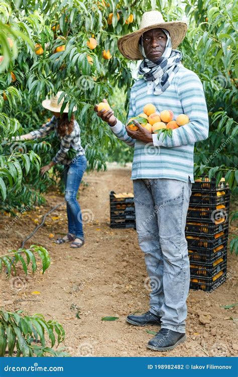 Farmer harvesting peaches stock photo. Image of cultivation - 198982482