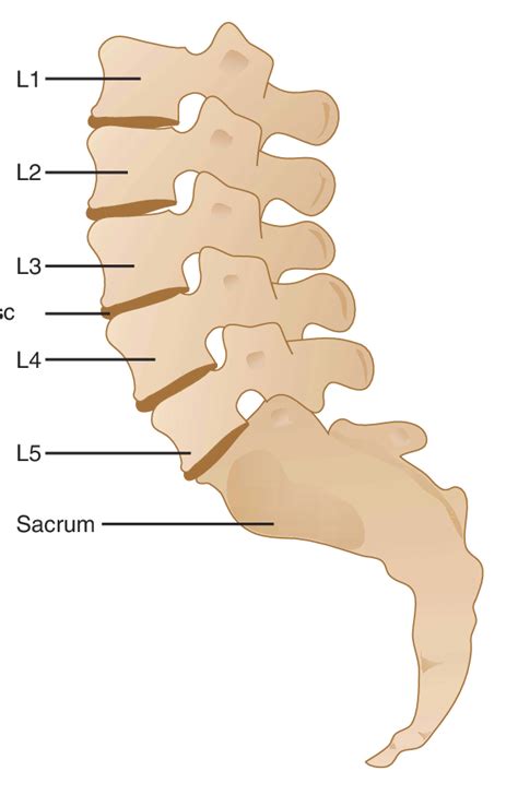 Diagram Of Backbone Lumbar Spine Anatomy Diagram High Res Stock | Hot Sex Picture