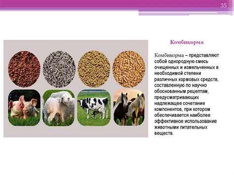 Концентрированные корма в животноводстве - презентация онлайн
