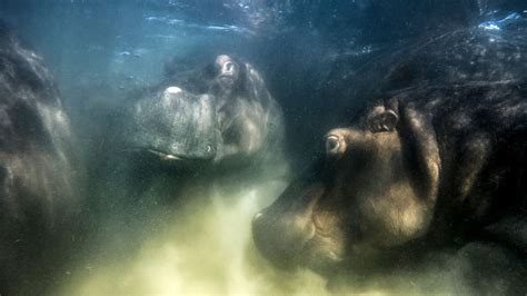 European Wildlife Photographer Of The Year 2022 Winner Announced