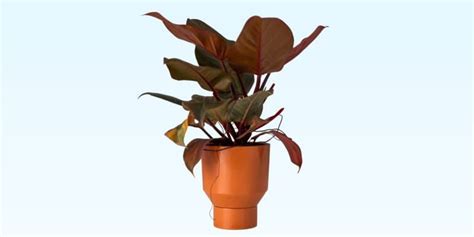 Imperial Red Philodendron Care And Growing Guide Plantcarefully