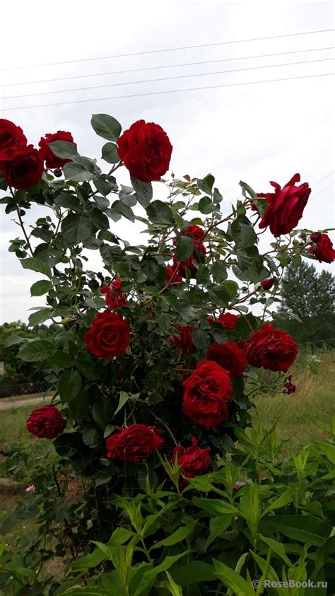 Роза Изабель Фото И Описание – Telegraph