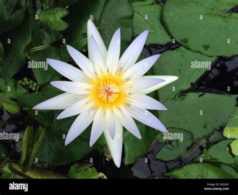 peace lily flower stamen  res stock photography  images alamy