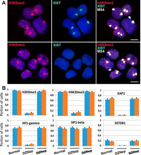 Downregulation Of Xist Expression In Vole Ts Cells Does Not Affect Xi