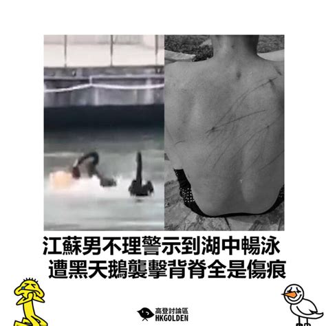 【江蘇男不理警示到湖中暢泳 遭黑天鵝襲擊背脊全是傷痕】 高登新聞