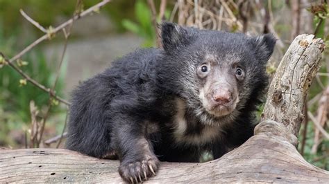 Sloth Bear Cubs