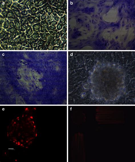 Bovine Mammary Epithelial Cells A Primary Cell Culture Light