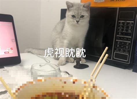 论新手养猫半年，经历的崩溃后悔瞬间｜不要冲动养猫｜养猫细节！