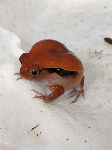 190 Amphibians ideas in 2025 | amphibians, reptiles and amphibians