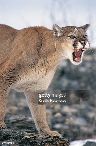 102 Mountain Lion Roar Stock Photos, High-Res Pictures, and Images ...