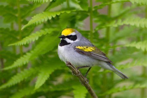 Golden-winged Warbler Habitat Restoration Work in Charlotte | Audubon Vermont