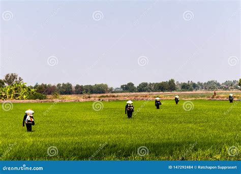 Os Fazendeiros Est O Injetando Inseticidas Para Proteger Plantas Em