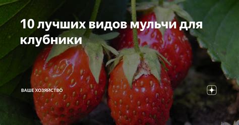 10 лучших видов мульчи для клубники Ваше хозяйство Дзен