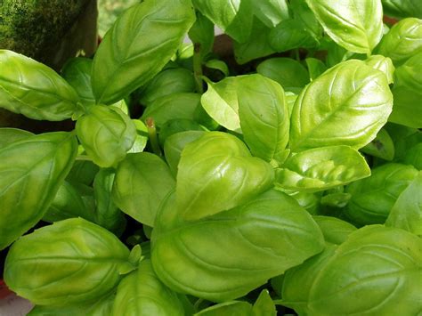 Basil - Information and Facts - auscrops.com.au