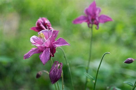 Aquilegia Background Images, HD Pictures and Wallpaper For Free ...