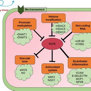 Regulation Of KLF2 Under Laminar Blood Flow KLF2 Activates ENOS And