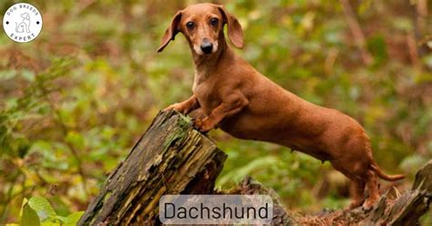 The Dachshund Dog Breed - Discover the 6 Different Varieties!