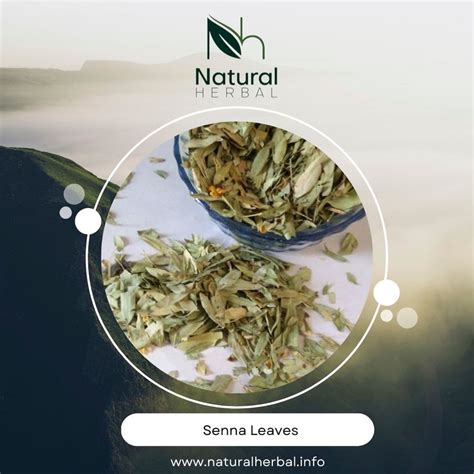 Natural Herbal Dry Senna Leaves Packaging Size Kg Bales