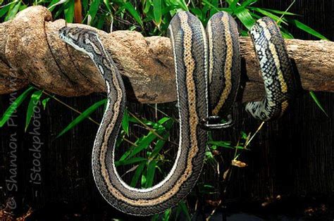 Australian snakes - facts you want to know about snakes in Australia (2022)