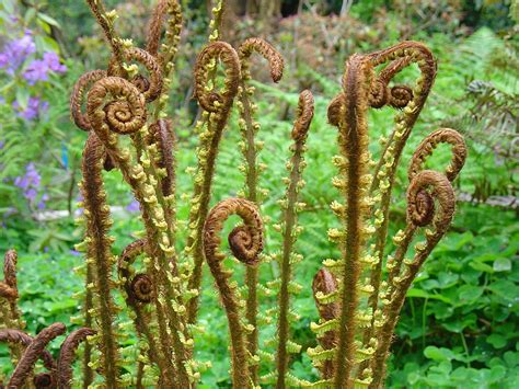 3,000+ Free Fiddlehead Fern & Fern Images - Pixabay