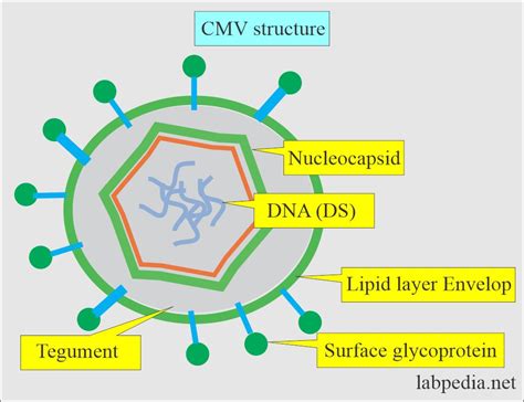 Torch Profile Part Cytomegalovirus Cmv Labpedia Net