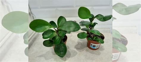 Пеперомия магнолиелистная купить в Великом Новгороде | Товары для дома ...