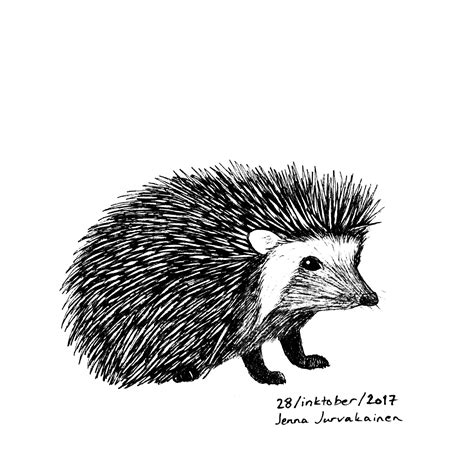 drawing of a porcupine 4