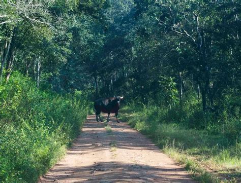 Dubare Elephant Camp Experience Karnataka S Wildlife