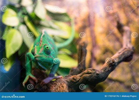 Young Green Chameleon. Natural Habitat Stock Photo - Image of skin ...