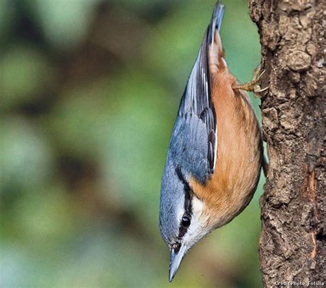 Ce Que Mangent Les Oiseaux Du Jardin Oiseaux Des Jardins Oiseaux