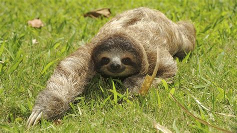 The Different Ways Sloths Protect Themselves Mudfooted