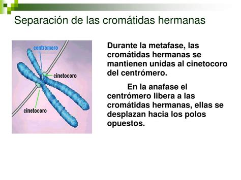 PPT Reproducción Celular Continuidad de la vida PowerPoint