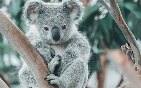 Dónde Ver Canguros Y Koalas En Libertad En Australia