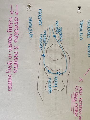 The Reflex Arc Flashcards Quizlet