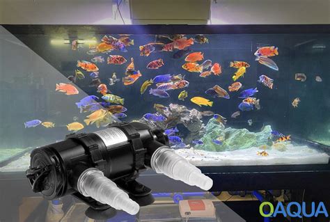 Erzeugung von sauberem und klarem Wasser im Aquarium mit UV C Klärung