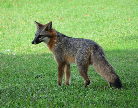 Gray fox – Fox Protection International