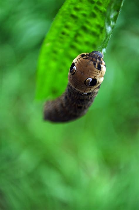 Caterpillar On Green Leaf Free Stock Photo - Public Domain Pictures