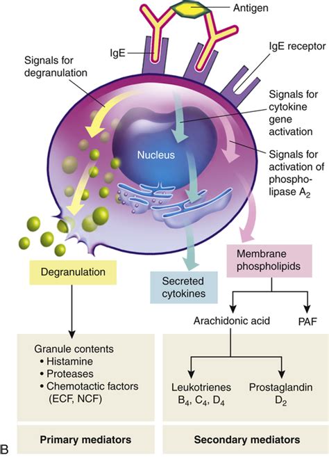 Alterations In Immunity And Inflammation Basicmedical Key