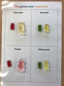 The gummy bear experiment by Caitlin Panico | Teachers Pay Teachers