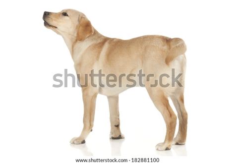 Beautiful Labrador Retriever Champagne Colored Isolated Stock Photo ...