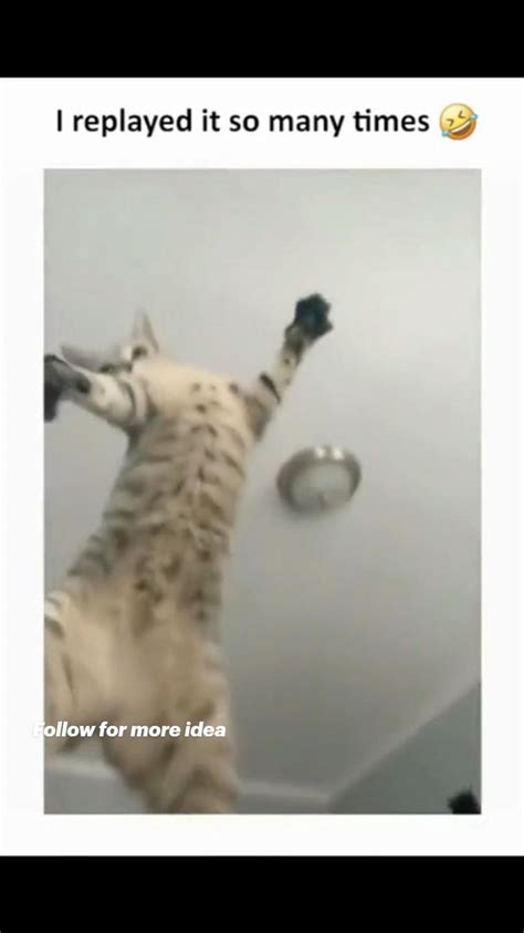 Funny Cat memes of 2023 ️😁 Cutest Cats of tiktok || The most adorable Cats in the world ️ Cute ...