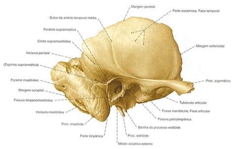 Resumo Da Anatomia Dos Ossos Do Cr Nio Sanarmed