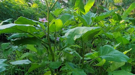 How To Save Your Dying Eggplant Plant Youtube